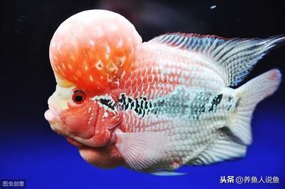 龍魚背部鱗片掉了多久能長【龍魚背部鱗片掉了多久能長出來】