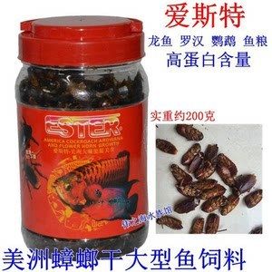 龍魚吃蟑螂干好嗎怎么喂：龍魚可以吃蟑螂干嗎，龍魚吃蟑螂干好嗎怎么喂