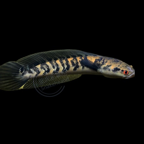 黑魔神雷龍魚最大能長多大