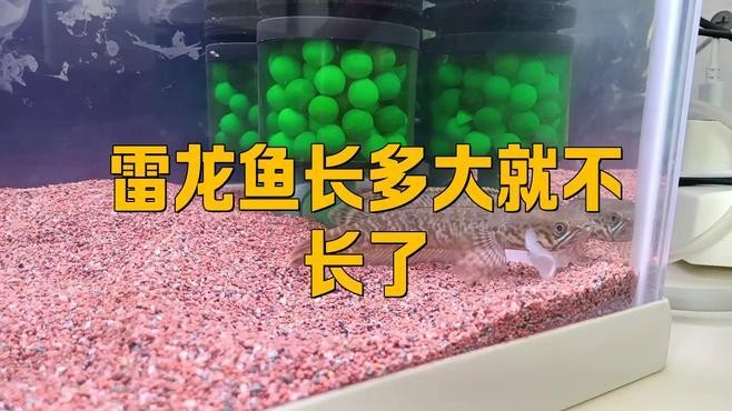 黑魔神雷龍魚最大能長多大
