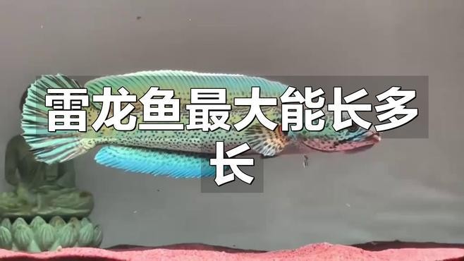 黑魔神雷龍魚最大能長多大