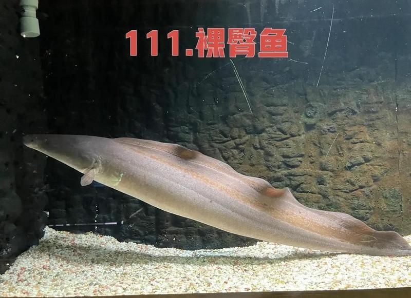 裸臀魚