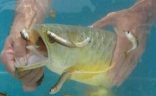 龍魚快死的癥狀表現(xiàn)：當(dāng)龍魚出現(xiàn)以下癥狀時(shí)，可能是身體出現(xiàn)問題，及時(shí)救治