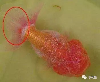金龍魚身上有白點(diǎn)什么情況圖片
