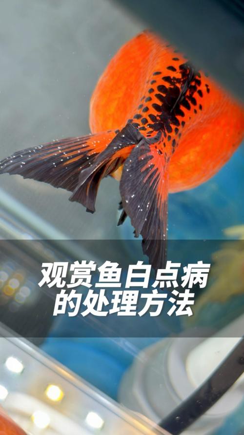 金龍魚身上有白點(diǎn)什么情況圖片