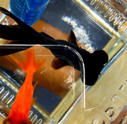 金龍魚身上有白點(diǎn)什么情況圖片