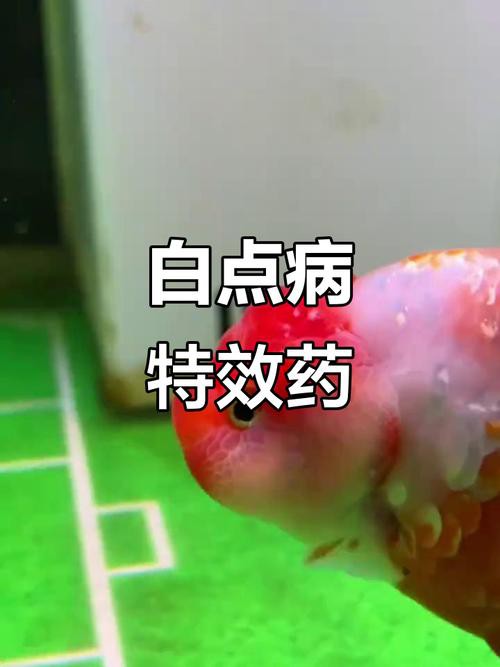 金龍魚身上有白點(diǎn)什么情況圖片