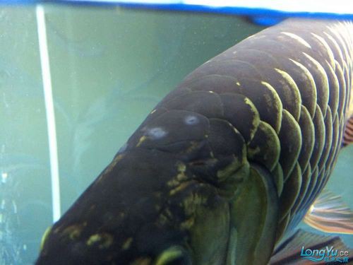 金龍魚身上有白點(diǎn)什么情況圖片