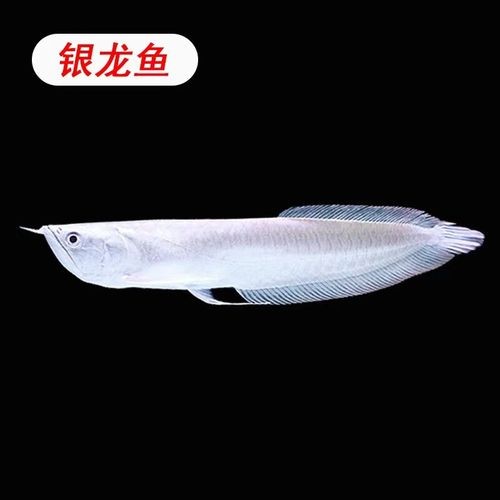 雀鱔魚和銀龍魚