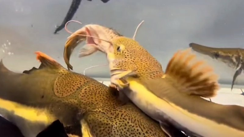 雀鱔魚和銀龍魚