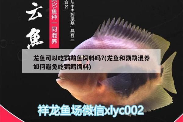 龍魚的飼料可以給鸚鵡魚吃嗎？：龍魚飼料可以提供給鸚鵡魚食用但需注意適量，但需注意適量