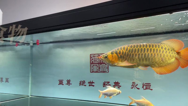 淡水海龍魚好養嗎怎么養活