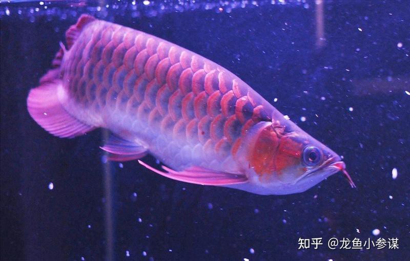 淡水海龍魚好養嗎怎么養活