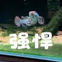 如何判斷雷龍魚是否恢復？