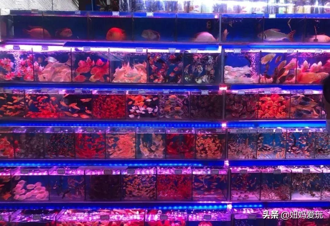濟南哪有賣龍魚的地方【濟南賣龍魚的地方】