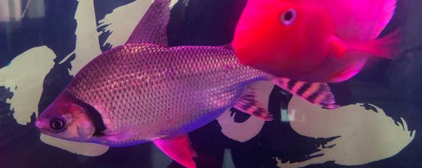 飛鳳魚混養注意事項，飛鳳魚混養水族箱布局