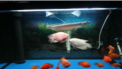 飛鳳魚混養注意事項，飛鳳魚混養水族箱布局