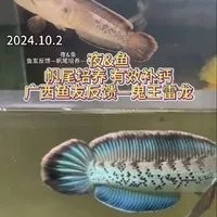 雷龍魚吃什么長得好一點