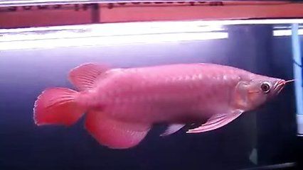 王龍魚的視頻（關(guān)于“王龍魚”的視頻）