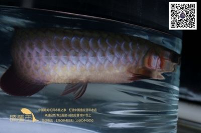 王龍魚的視頻（關(guān)于“王龍魚”的視頻）