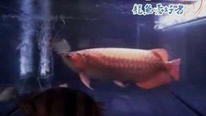 王龍魚的視頻（關(guān)于“王龍魚”的視頻）