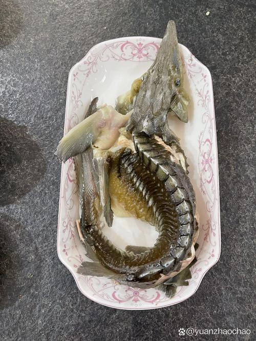 清蒸鱘龍魚圖片真實