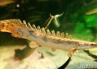 六角恐龍魚要多深的水：六角恐龍魚幼體飼養要點，六角恐龍魚水溫調控方法