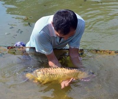 什么龍魚長的最大：世界上最大的淡水魚之一巨骨舌魚體長可達6米，體長可達6米