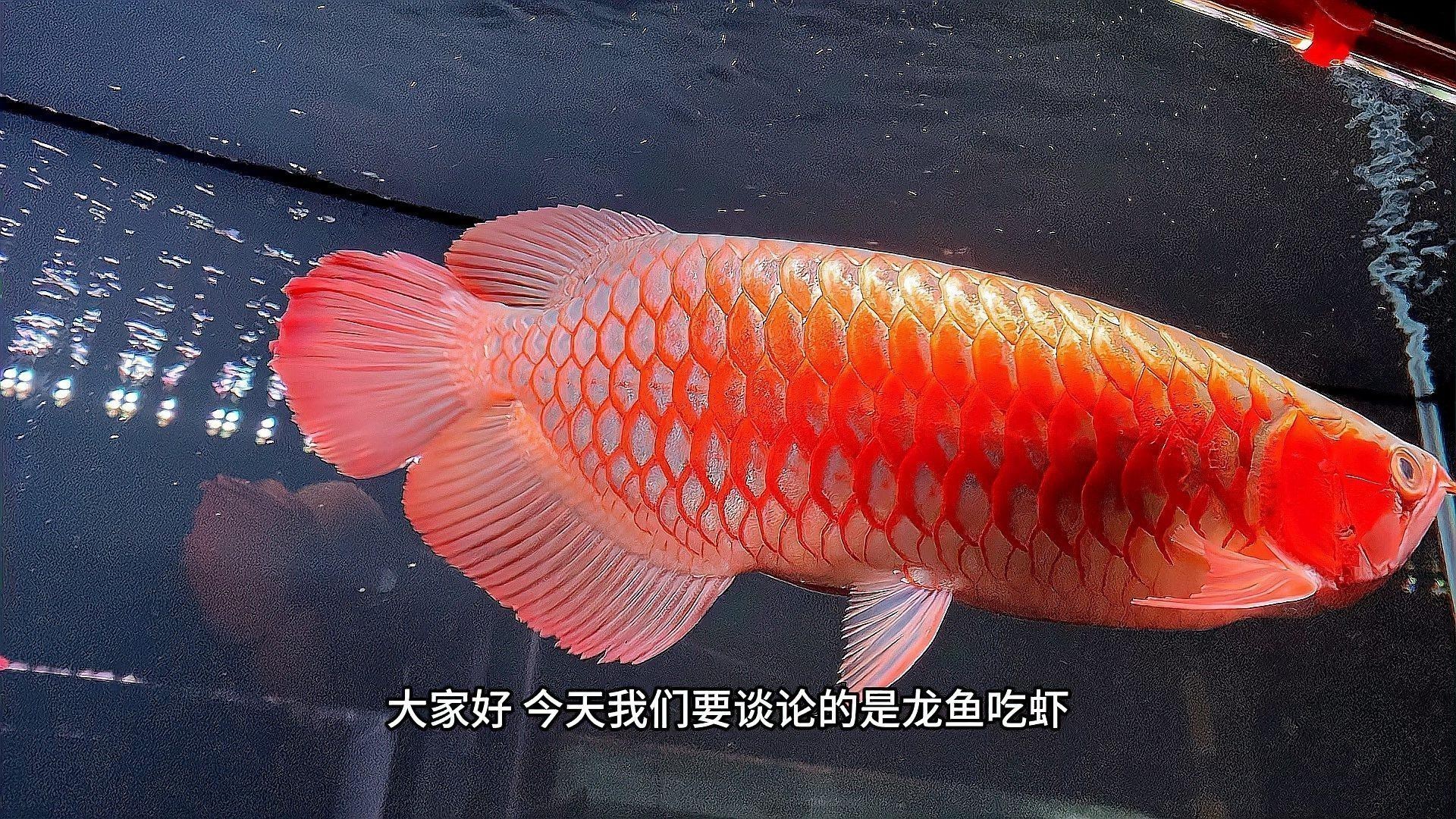 紅龍魚喂蝦肉有哪些好處？