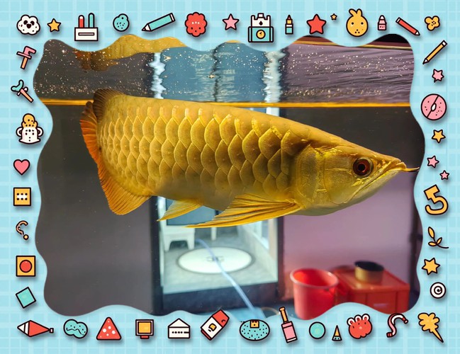 金龍魚怎么養(yǎng)發(fā)色好看圖片欣賞