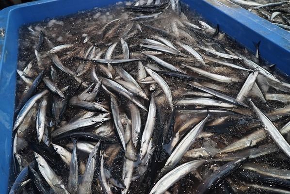 虎紋恐龍魚吃飼料嗎怎么喂（虎紋恐龍魚冬季喂養技巧虎紋恐龍魚冬季喂養技巧）
