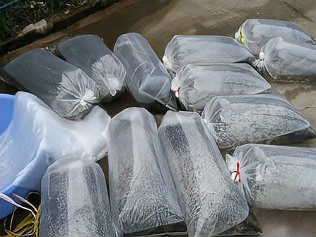 紅龍魚苗的運輸方式有哪些？