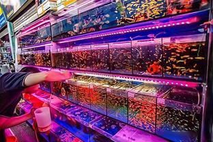 龍魚腹水會(huì)伴隨一生嗎