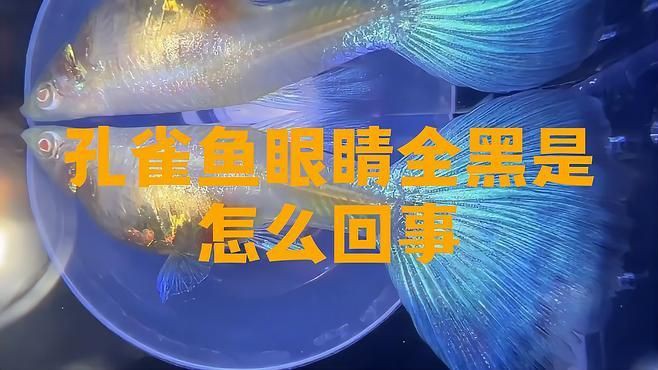 孔雀魚眼睛全黑正常嗎