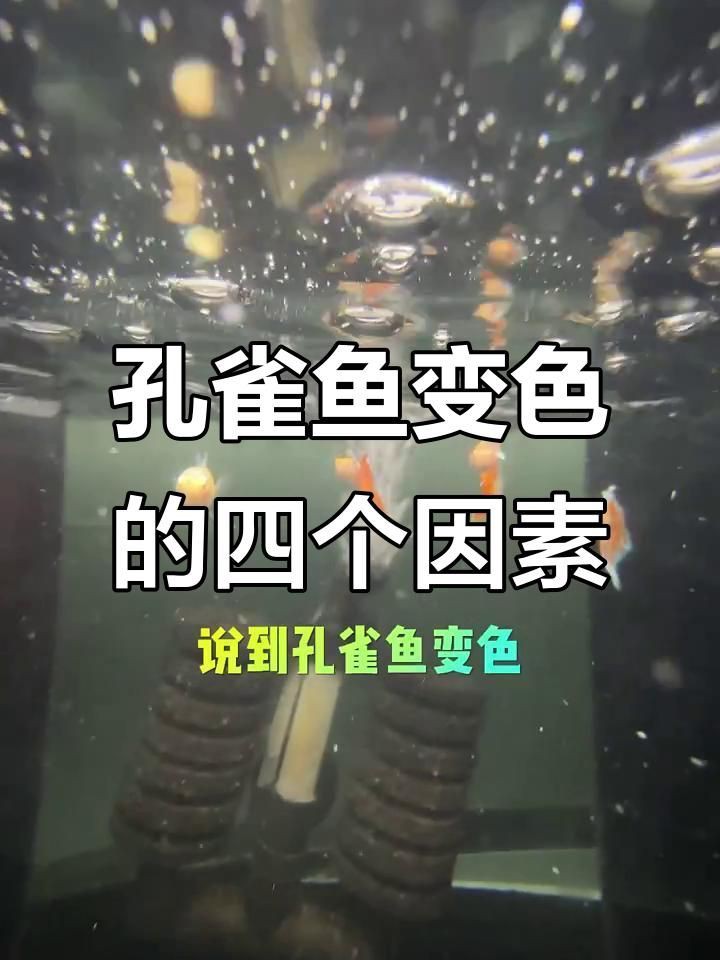 孔雀魚眼睛全黑正常嗎