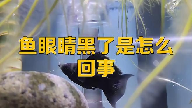 孔雀魚眼睛全黑正常嗎