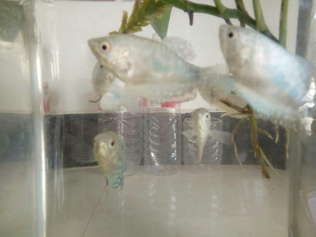 藍(lán)龍魚和金龍魚哪個(gè)好養(yǎng)活（藍(lán)龍魚和金龍魚哪個(gè)好養(yǎng)）