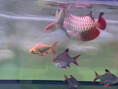 龍魚f2等級【龍魚f2等級的不同特征】