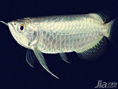 白金龍魚價錢貴嗎知乎：白金龍魚價格