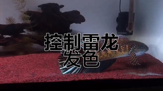 鬼王雷龍發色需要多長時間