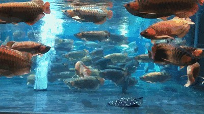 金龍魚動(dòng)態(tài)手機(jī)壁紙（金龍魚動(dòng)態(tài)壁紙）