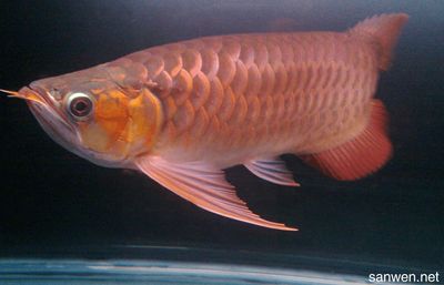 龍魚怎樣飼養好看又好養：飼養龍魚需要注意哪些事項