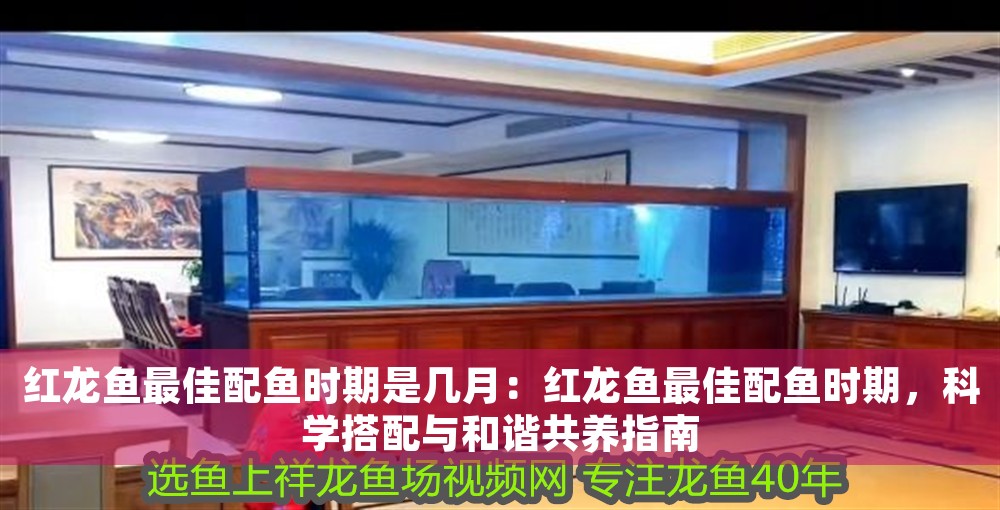 紅龍魚最佳配魚時期是幾月：紅龍魚最佳配魚時期，科學搭配與和諧共養(yǎng)指南