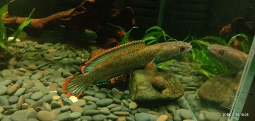 如何防止雷龍魚再次跳缸：雷龍魚常見疾病的預防