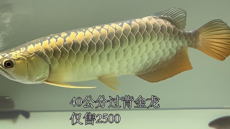 過背金龍魚多少錢一斤