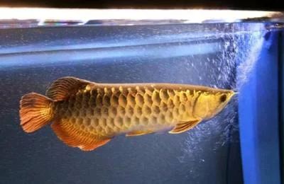 龍魚肚子發紅怎么治療龍魚肚子發紅怎么治療治療方法：龍魚肚子發紅怎么辦
