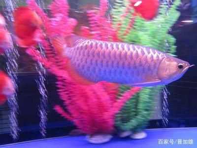 金龍魚雌雄：金龍魚的雌雄區(qū)別