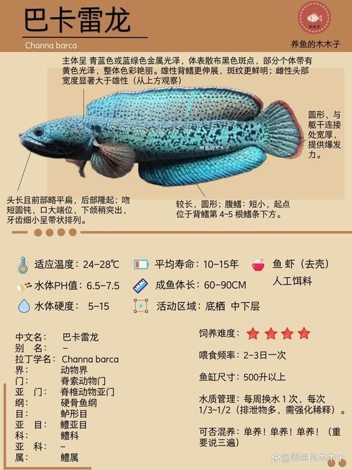雷龍魚種類圖