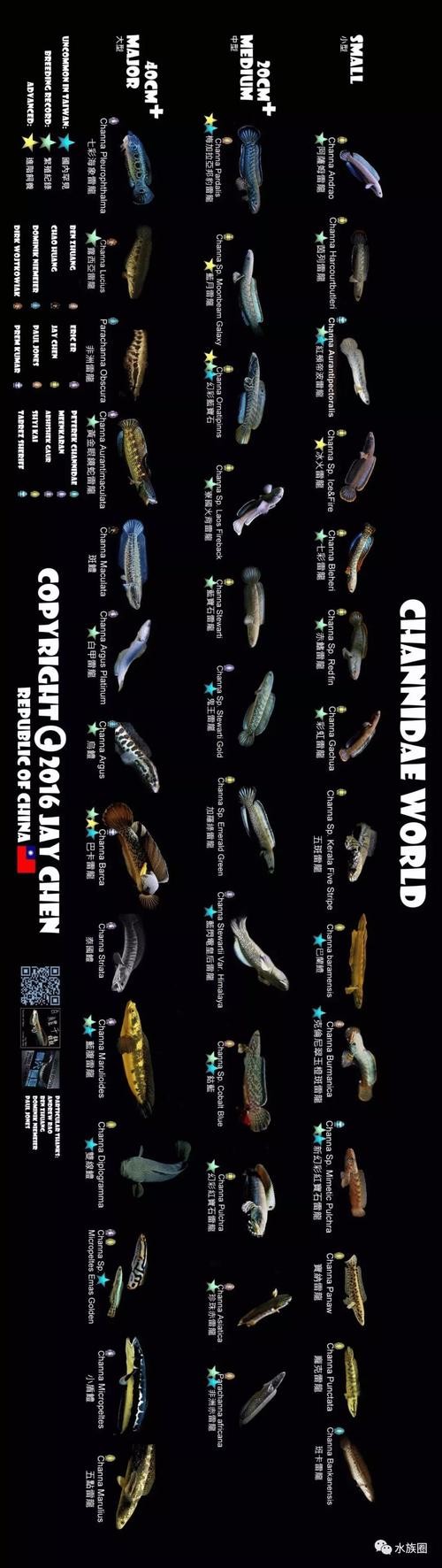 雷龍魚種類圖
