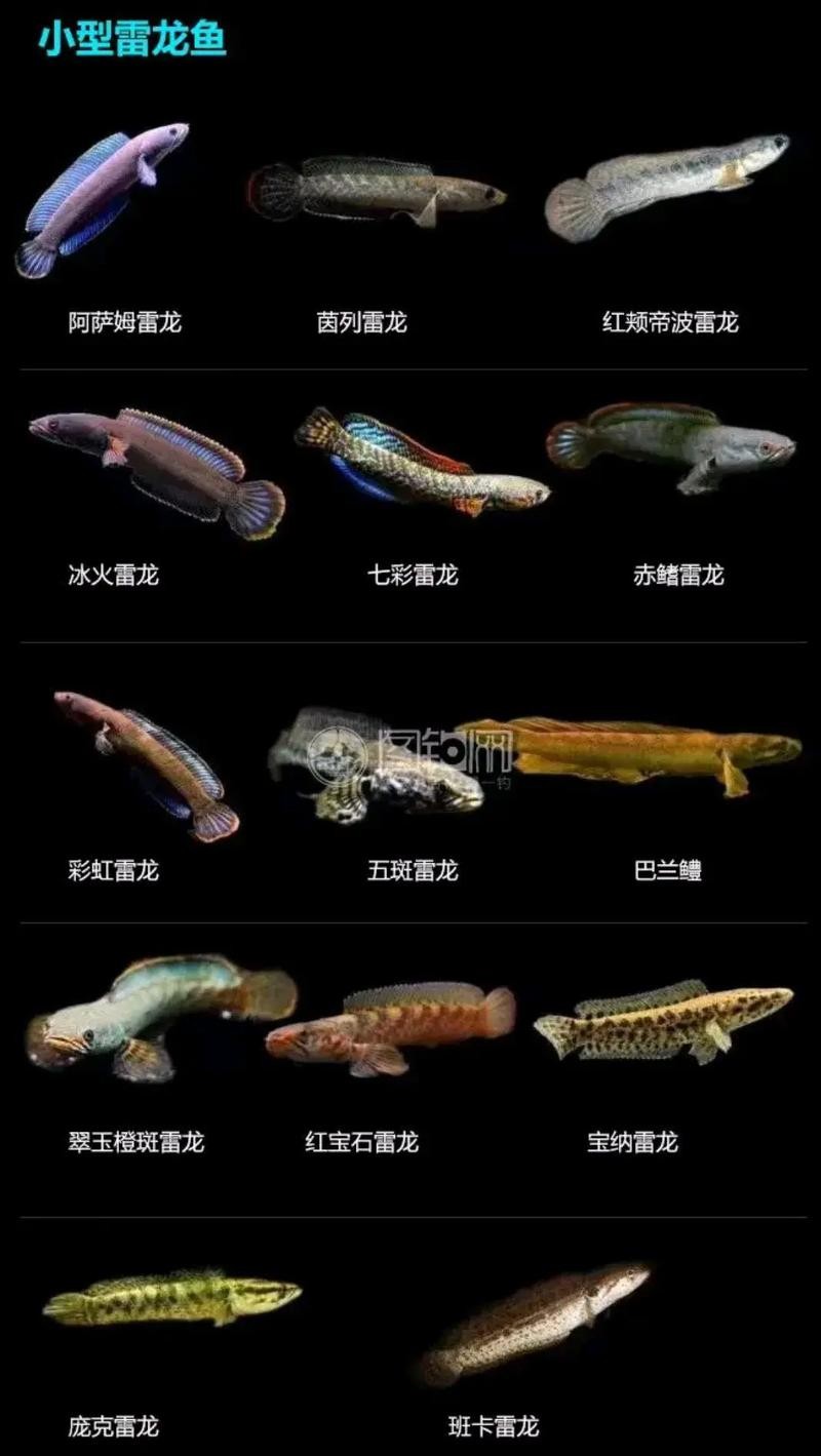 雷龍魚種類圖